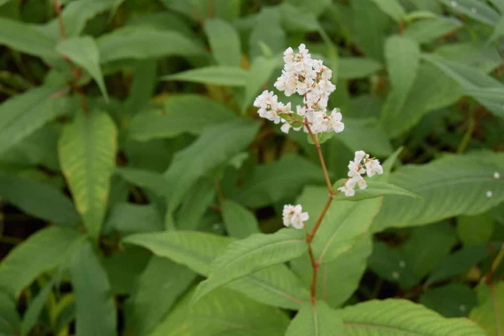 Persicaria polymorpha ---